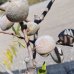 Prunus dulcis (Mandľovník) ´FILIPPO CEO´ – výška 130–160 cm, obvod kmeňa 4/6 cm, kont. C10L Prunus dulcis (Mandľovník) ´FILIPPO CEO´ – výška 130–160 cm, obvod kmeňa 4/6 cm, kont. C10L